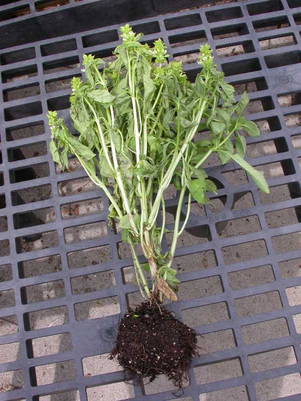 Fusarium Wilts and Rots